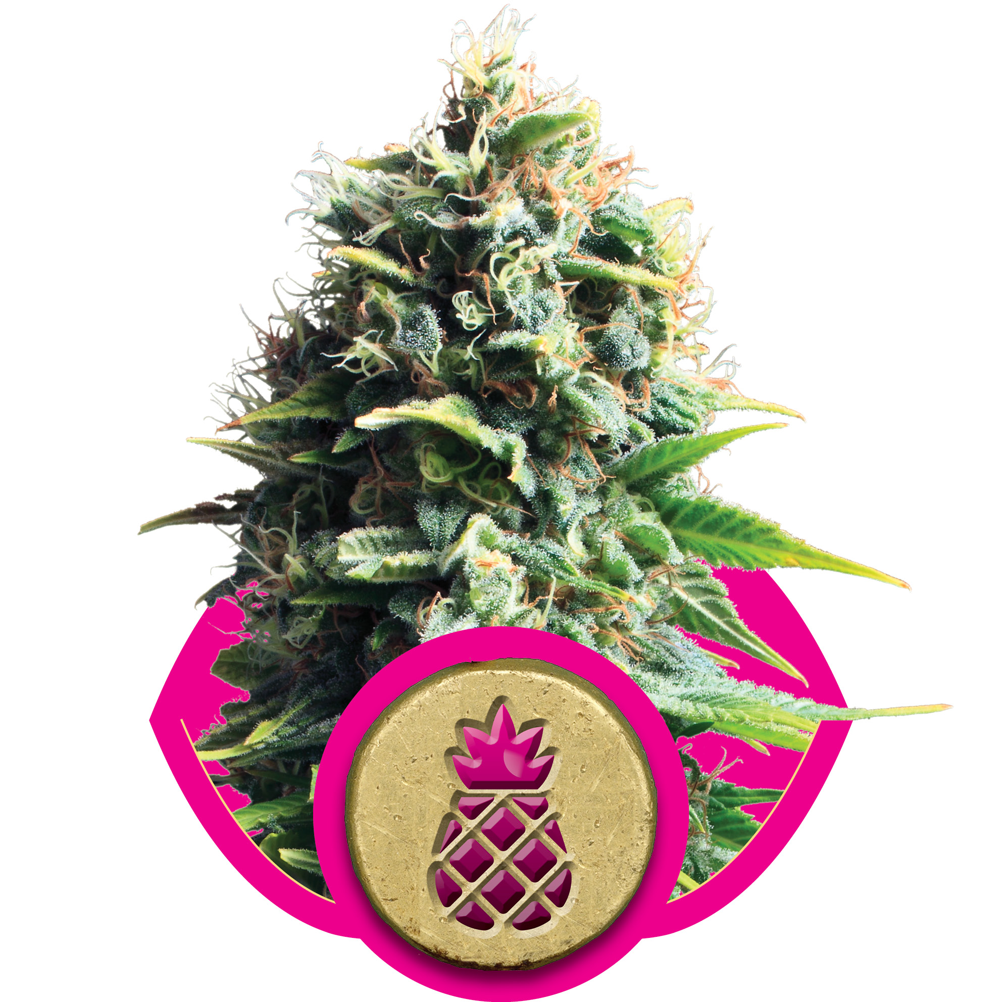 Pineapple Kush Feminised Seeds - 5