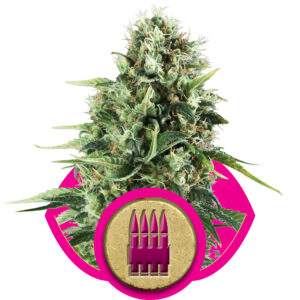 Royal AK Feminised Seeds - 3