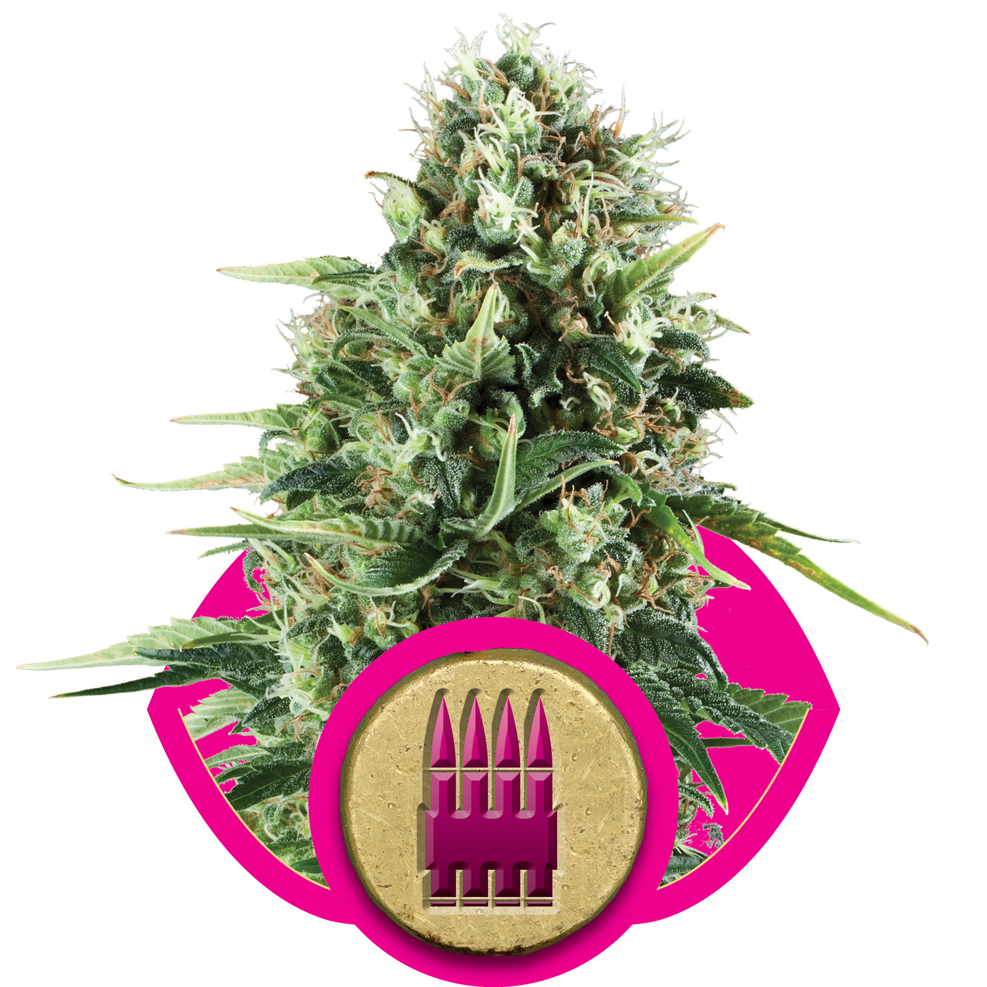 Royal AK Feminised Seeds - 3