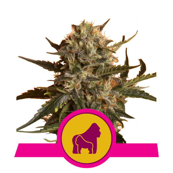 Mother Gorilla (formerly Royal Madre) Feminised Seeds - 1