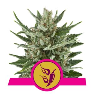 Speedy Chile FAST VERSION Feminised Seeds - 3