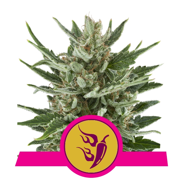 Speedy Chile FAST VERSION Feminised Seeds - 3
