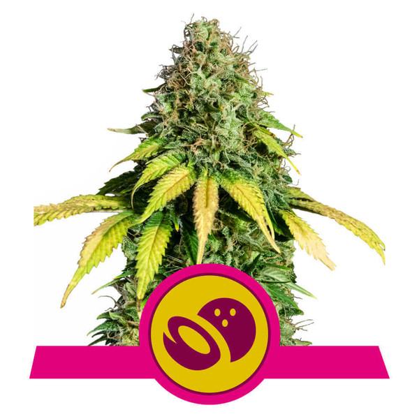 Somango XL Feminised Seeds - 3