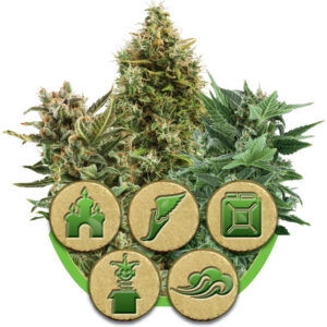 Mix Auto Feminised Seeds - 3