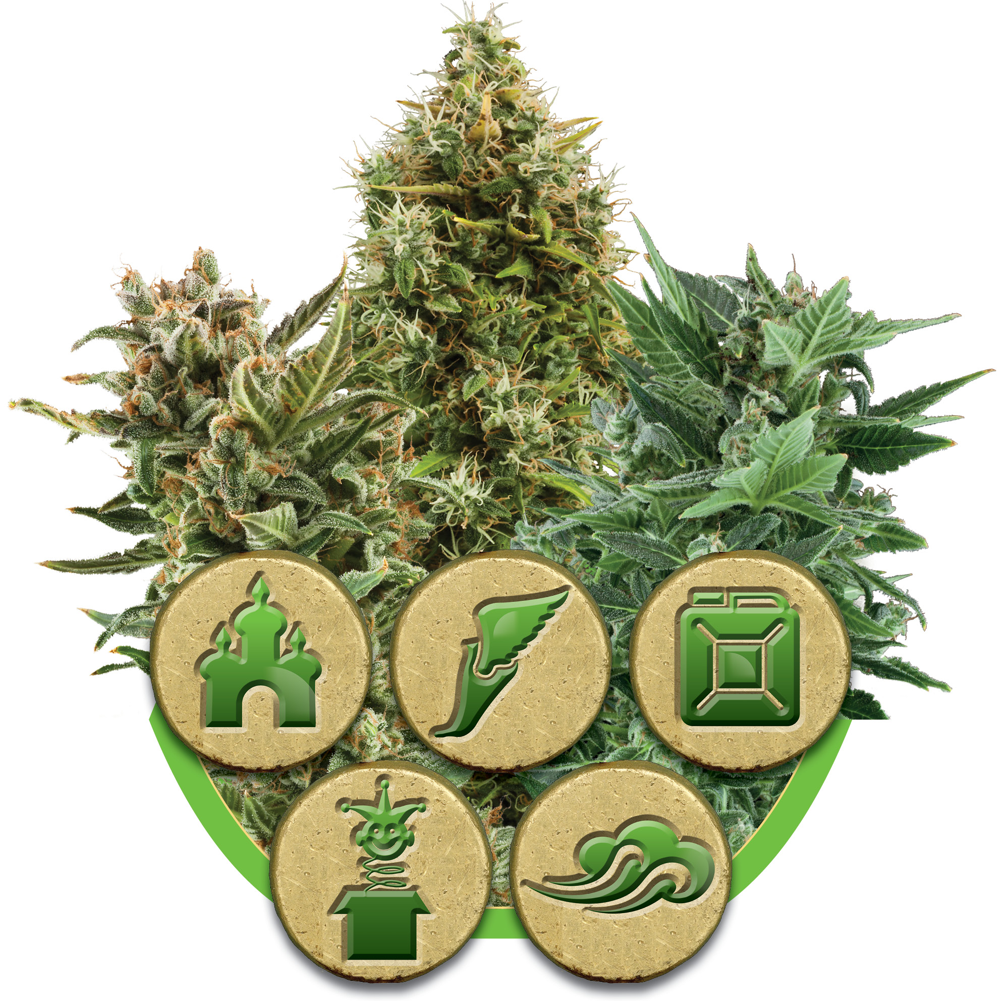 Mix Auto Feminised Seeds - 3