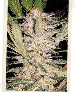 S.A.D. F1 FAST Version Feminised Seeds - 3