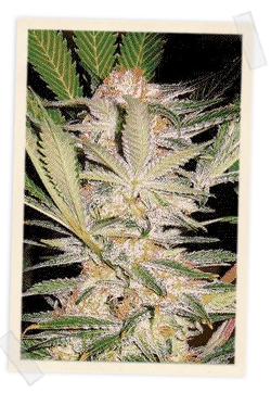 S.A.D. F1 FAST Version Feminised Seeds - 3