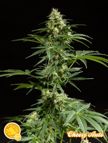 Cheesy Auto Feminised Seeds - 3