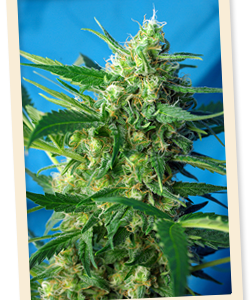 NYC Diesel Auto (formerly Ice Cool Auto) Feminised Seeds - 3