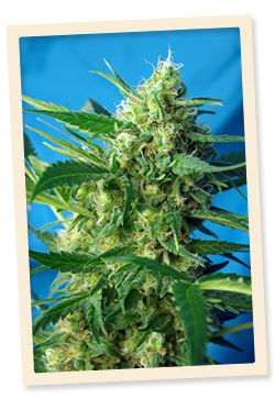 NYC Diesel Auto (formerly Ice Cool Auto) Feminised Seeds - 3