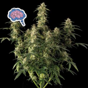 Amnesia Auto Feminised Seeds - 3