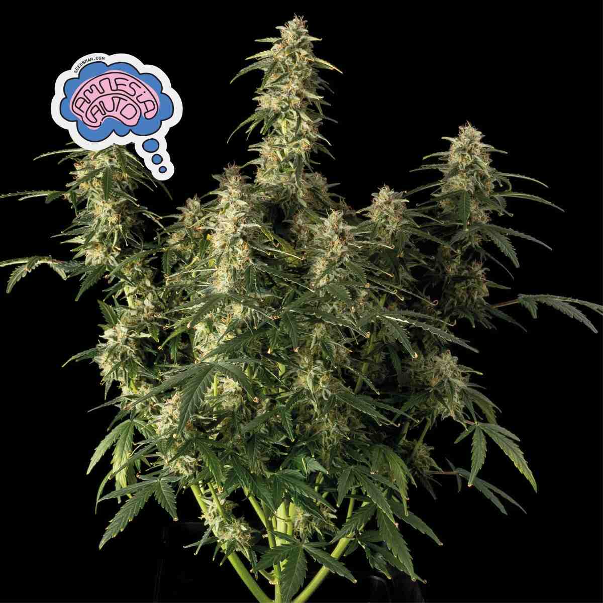 Amnesia Auto Feminised Seeds - 3