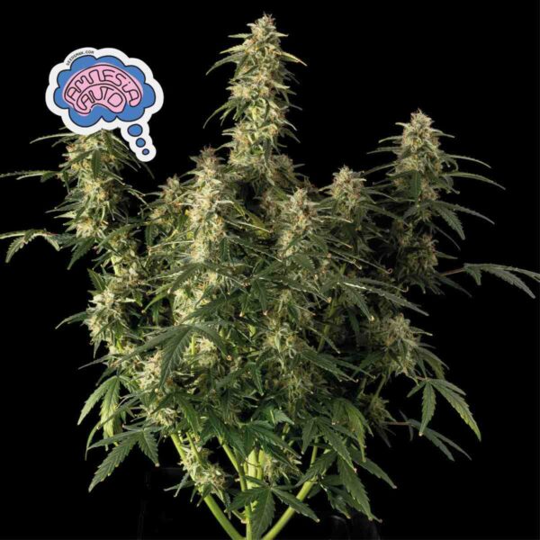 Amnesia Auto Feminised Seeds - 10