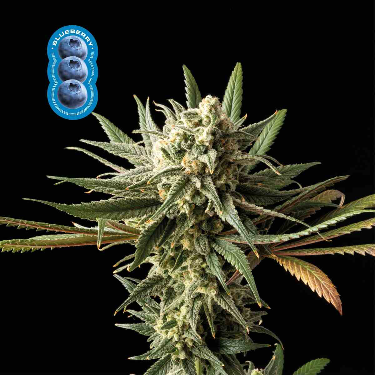 Blueberry Feminised Seeds - 10
