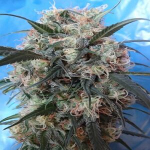Kali China Feminised Seeds - 5