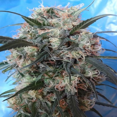 Kali China Feminised Seeds - 5