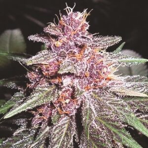 Violeta Feminised Seeds - 5