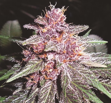 Violeta Feminised Seeds - 5