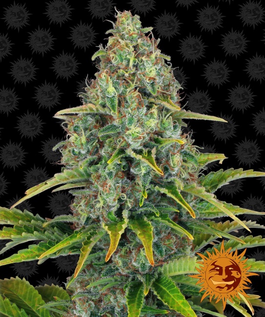 Blueberry Cheese Auto Feminised Seeds - 10