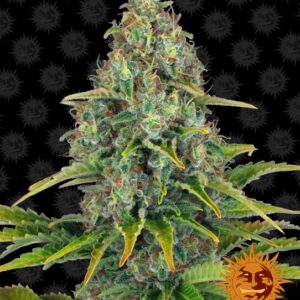 Blueberry Cheese Auto Feminised Seeds - 5