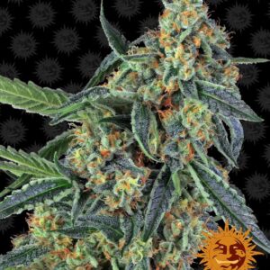 Cookies Kush Feminised Seeds - 1