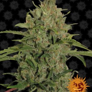 Triple Cheese Feminised Seeds - 10