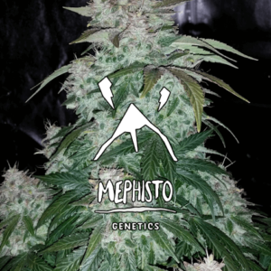 S.O.D.K Auto Feminised Seeds - 3