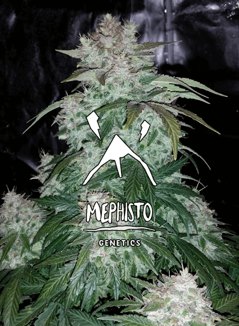 S.O.D.K Auto Feminised Seeds - 3