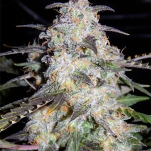 Toof Decay Auto Feminised Seeds - 3