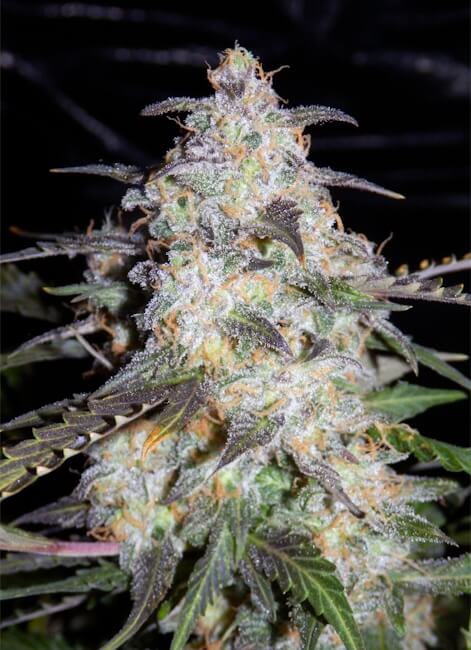 Toof Decay Auto Feminised Seeds - 3