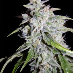 Walter White Auto Feminised Seeds - 3