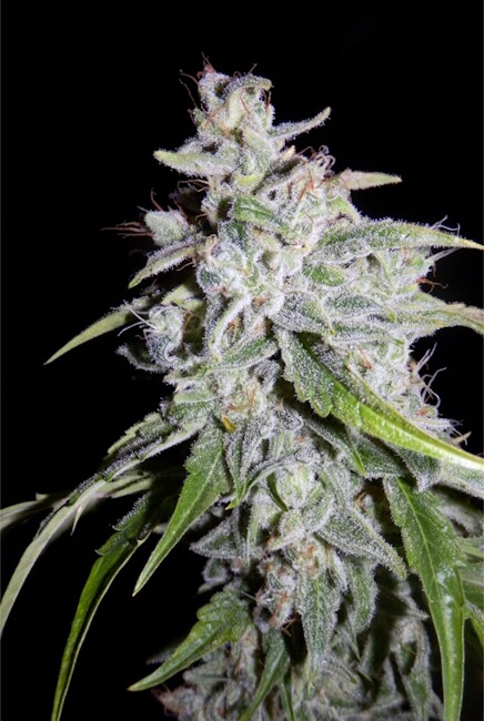 Walter White Auto Feminised Seeds - 3