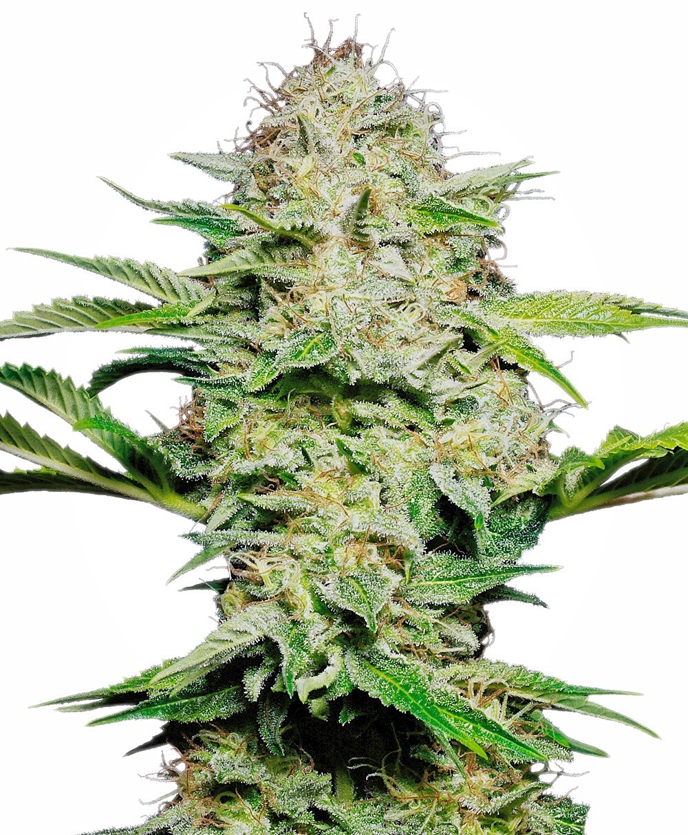 Sensi Skunk Auto Feminised Seeds - 3