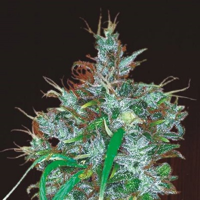 Panama Haze Feminised Seeds - 1