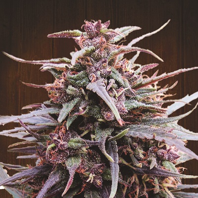 Purple Haze x Malawi Feminised Seeds - 1