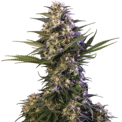 Kraken Feminised Seeds - 10