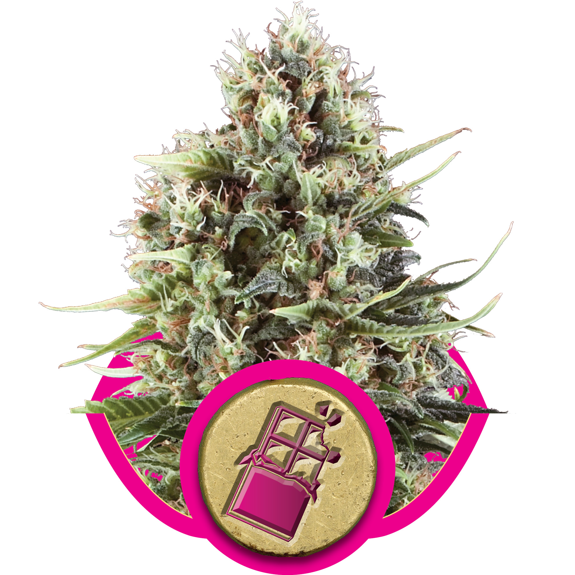 Chocolate Haze Feminised Seeds - 3