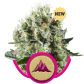 Critical Kush Feminised Seeds - 5