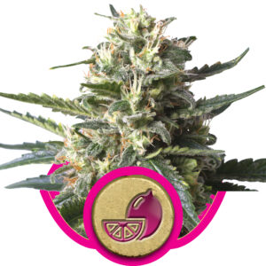 Lemon Shining Silver Haze Feminised Seeds - 3