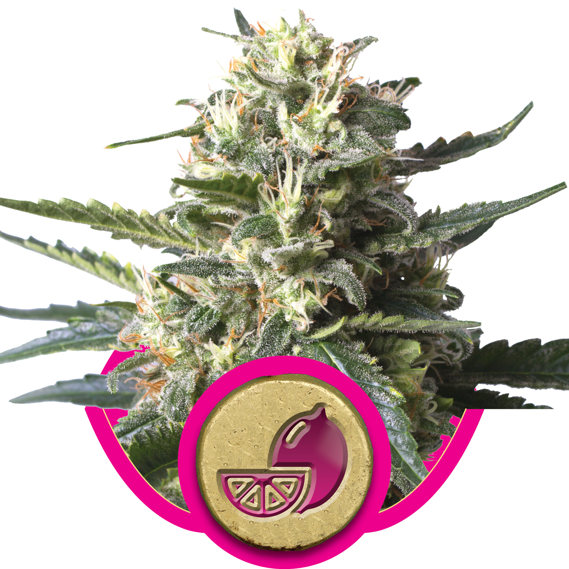 Lemon Shining Silver Haze Feminised Seeds - 3
