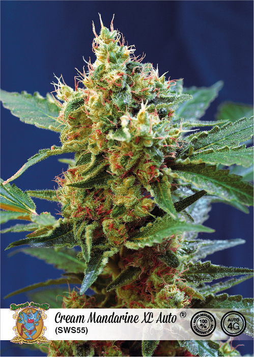 Cream Mandarine XL Auto Feminised Seeds - 5