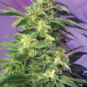 Killer Kush Auto Feminised Seeds - 5