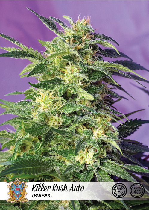 Killer Kush Auto Feminised Seeds - 5