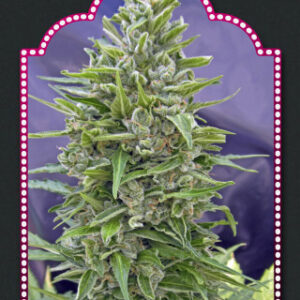 Automatik Mix Auto Feminised Seeds - 5