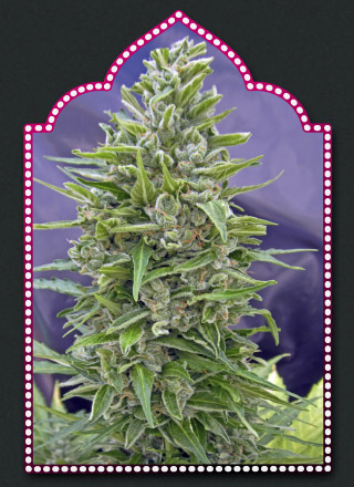 Automatik Mix Auto Feminised Seeds - 10