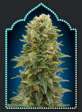 Female Mix Feminised Seeds - 20