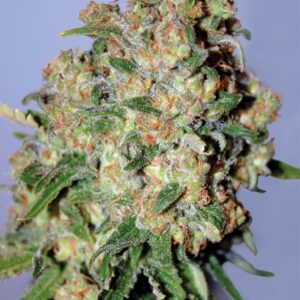 Critical Feminised Seeds - 3