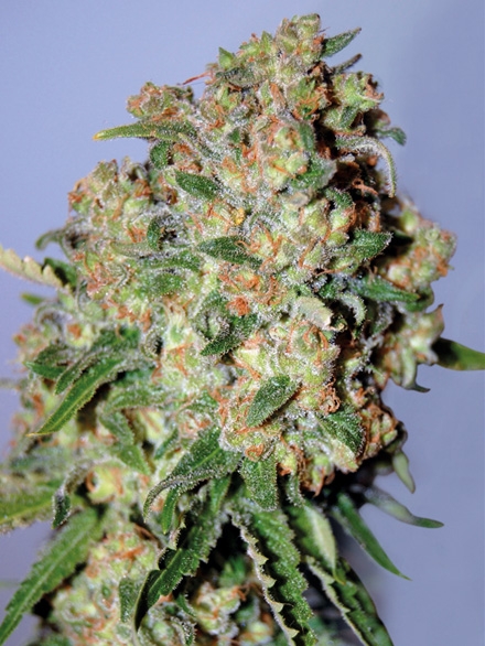 Critical Feminised Seeds - 3