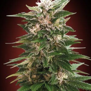 Kaya 47 Feminised Seeds - 10