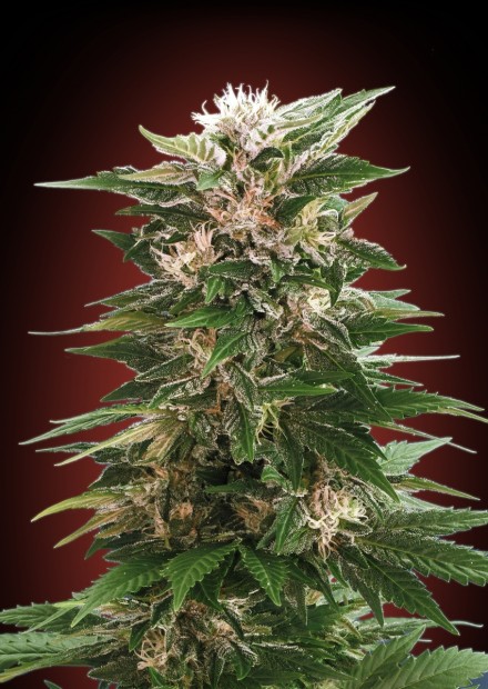 Kaya 47 Feminised Seeds - 10